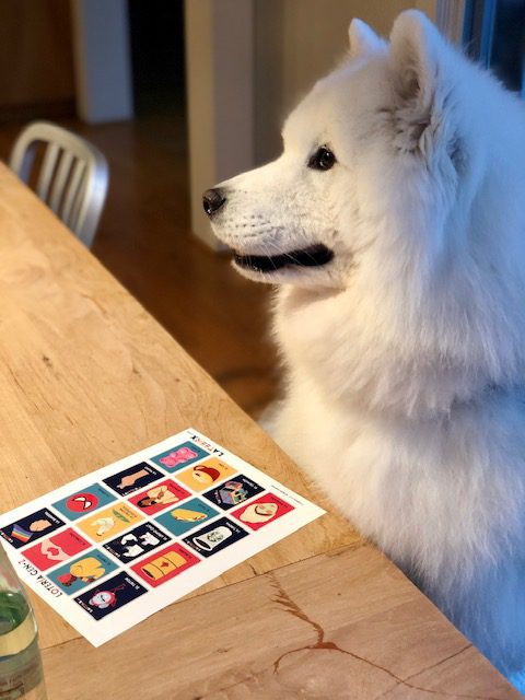 Dog-plays-mexican-loteria